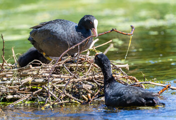 Two adult coot birds 