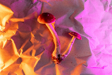 Psychedelics revolutionize medicine, Hallucinogenic Therapeutic Background