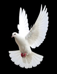 Fototapeta premium Flying white pigeon with spread wings on black background, symbol of peace and purity