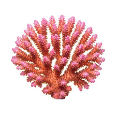 Fototapeta premium PNG Healthy Coral Branch Isolated on White Background Ocean Sea Reef