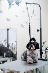 Freshly groomed Shih Tzu dog with trimmed coat and green bow sitting on grooming table in...