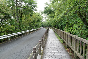 wooden bridge in the forest