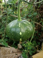 hdr.A round, green pumpkin fruit that is still unripe hanging from the stem