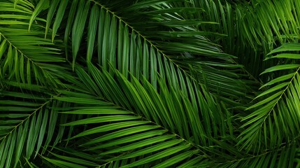 Palm leaves form an intricate pattern against a tropical rainforest background, with lush greenery creating a vibrant, exotic scene that evokes the serene beauty of dense jungle foliage.