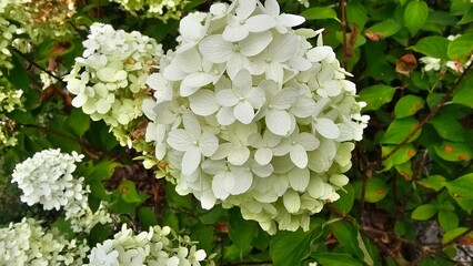 활짝 핀 흰 수국 꽃 클로즈업