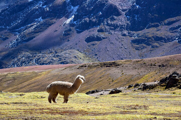 alpaca in the mountains