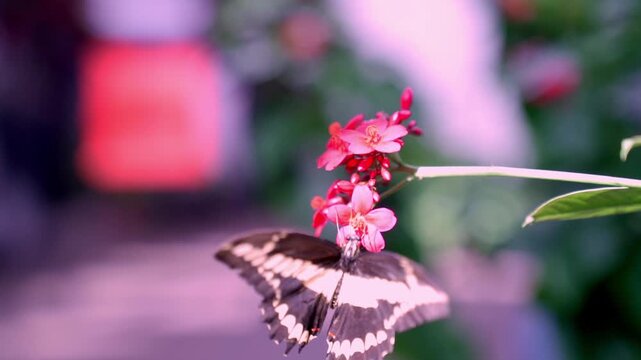 Close-up shot of a swallowtail butterfly, perched on a cluster of pink Jatropha integerrima flowers