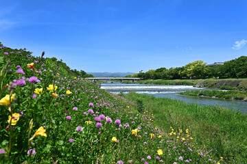 5月晴れ 野草の花咲く京都市鴨川の風景
