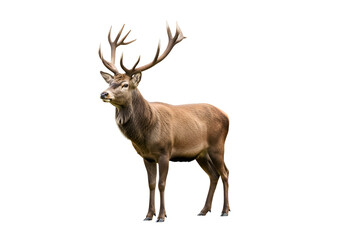 Profile view of a stag against a black background.