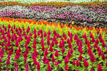 Zinnia flowers , Colorful flowers garden.