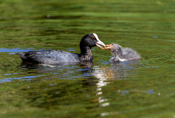 Adult coot bird 