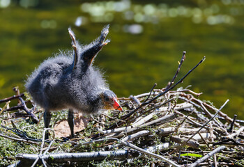 Coot chick or cootling, young fluffy bird "Fulica atra" with bald head, stretching its wings while standing on nest in pond. Series one of two. 