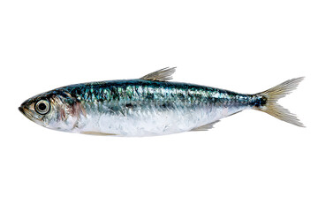 Close up of a single sardine, isolated on a black background.