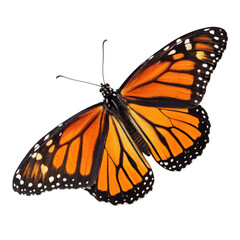 Fototapeta premium Vibrant monarch butterfly with detailed wings isolated on transparent background