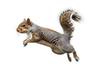 Obraz premium Grey squirrel in mid-air jump.