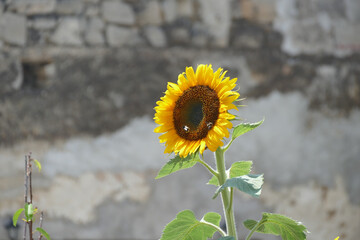 Natura