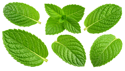 Fresh green mint leaves arranged symmetrically against a white background.