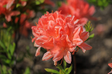Pink rhododendron flower close-up on a bush