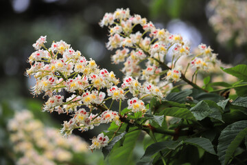 Flowers chestnuts on a tree close-up