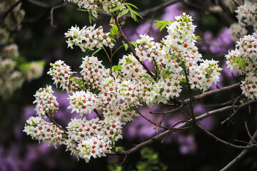 Flowers of xanthoceras rowanberry close-up