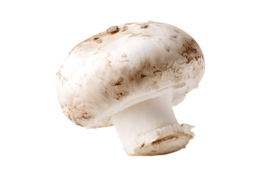 Single button mushroom, close up.