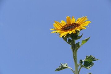Natura
