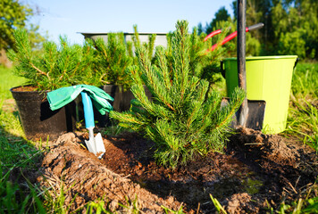 Mugo Pine planting. Grow Care for Mugo pine Mughus. Garden Plants, Landscaping. Planting pine tree in garden. Gardening growing Dwarf Mugo Pine. Spruce plants growing, ornamental trees planting.
