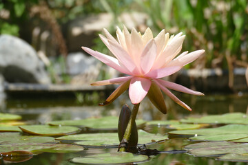 Natura