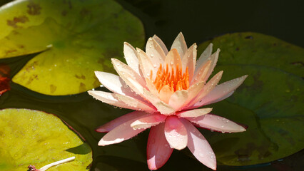 Natura