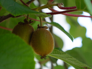 Two kiwis on the vine