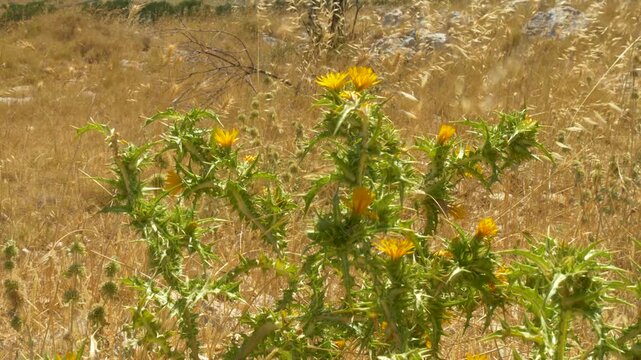 Wild thistle blooming in a dry Mediterranean meadow