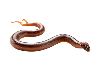 Fototapeta premium Close-up of a segmented worm, light brown/tan with darker markings, curving in a gentle S-shape. Dark-colored head visible. Isolated on black background