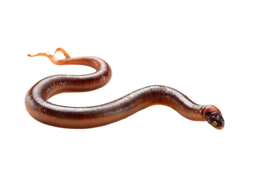 Close-up of a segmented worm, light brown/tan with darker markings,  curving in a gentle S-shape.  Dark-colored head visible. Isolated on black background