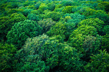 Dense, green treetops of a forest reveal vibrant and lush vegetation. The view over the trees, 18609 Binz on the island of Rügen