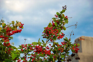 Guelder rose branches are filled with clusters of vibrant red berries under a clear blue sky,...