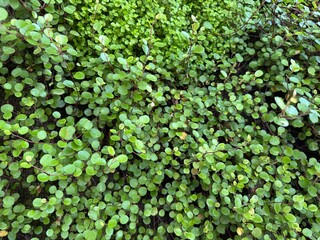 Close-Up of Lush Green Foliage with Small Round Leaves Covering the Ground