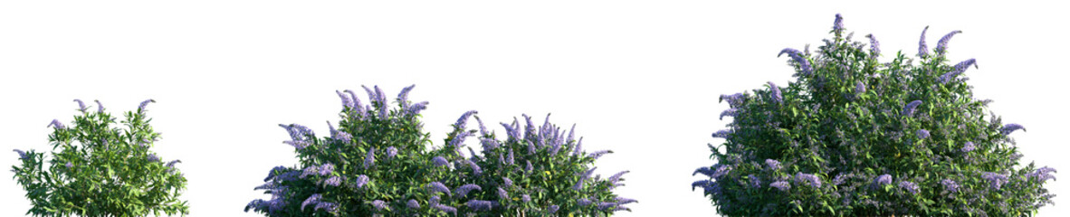 Set of Buddleja lindleyana (commonly known as Lindley's butterfly bush) frontal isolated png on a transparent background perfectly cutout © Viktoria