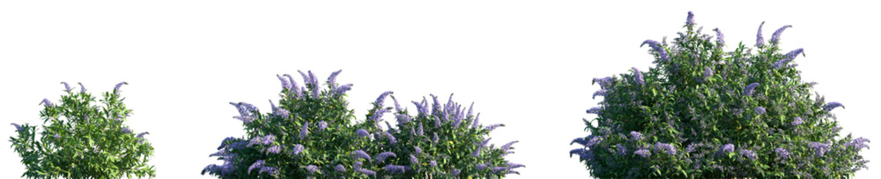 Set of Buddleja lindleyana (commonly known as Lindley's butterfly bush) frontal isolated png on a transparent background perfectly cutout