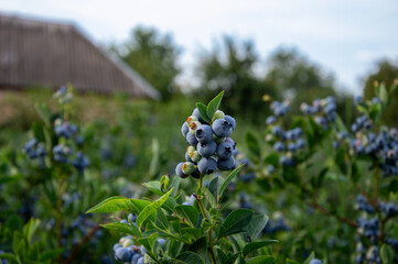 Ripe blueberries cluster on a bush in a vibrant orchard as morning light filters through the...