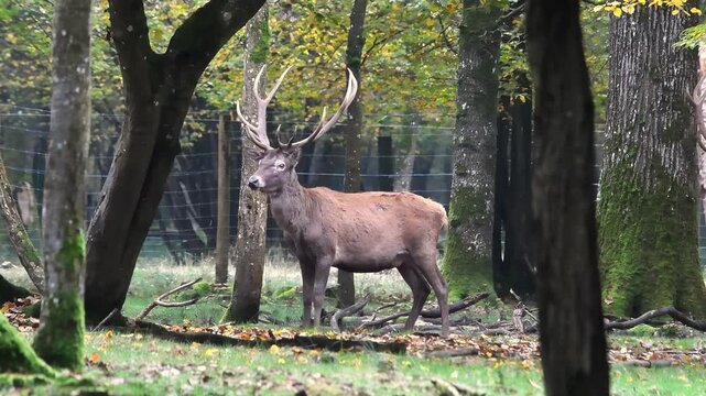 Cerf &eacute;laphe (Cervus elaphus) en for&ecirc;t de Rambouillet, cervid&eacute; majestueux dans son habitat naturel