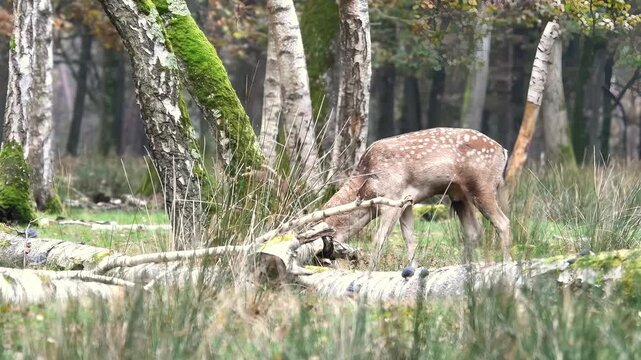 Daim (Dama dama) en for&ecirc;t de Rambouillet, photographie animali&egrave;re en milieu naturel