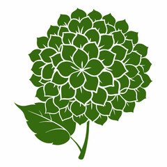 limelight hydrangea  silhouette  vector illustration on white background