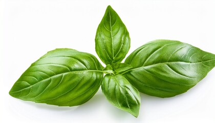 Obraz premium basil leaves on white background