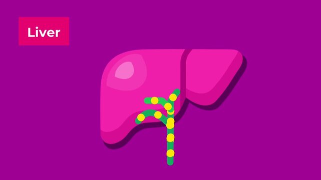 A pink liver illustration with bile pathways, emphasizing liver functions, detox processes, and essential roles in human metabolism