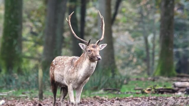 Daim (Dama dama) en for&ecirc;t de Rambouillet, photographie animali&egrave;re en milieu naturel