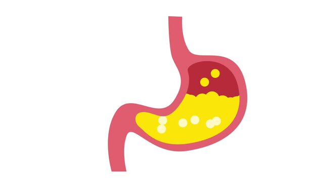 A stomach with food particles and enzymes, highlighting digestion, nutrient absorption, and the body's complex metabolic functions