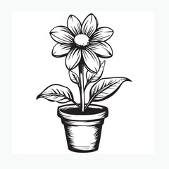 flower in a pot