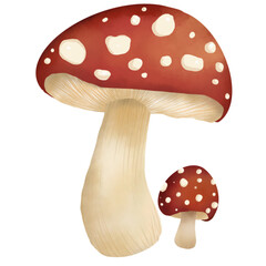 Two Mushrooms png