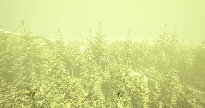 A serene winter landscape features a dense forest blanketed in snow. The trees are shrouded in a hazy yellow atmosphere, creating a unique visual experience during the colder months.