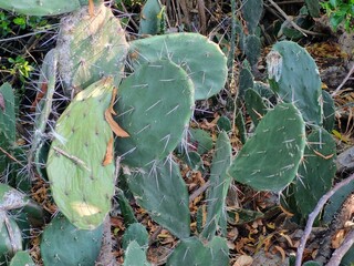 Close-up of large green spiky cactus leaves with dry leaf in summer season. Opuntia ficus 